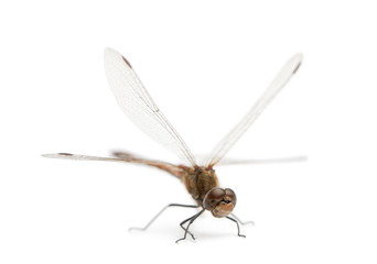 Large Red Damselfly - Pyrrhosoma nymphula