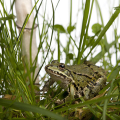 Common European frog or Edible Frog, Rana esculenta in grass