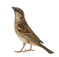 male House Sparrow - Passer domesticus (5 months old)