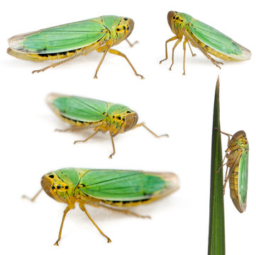 Green Leafhoppers - Cicadella viridis