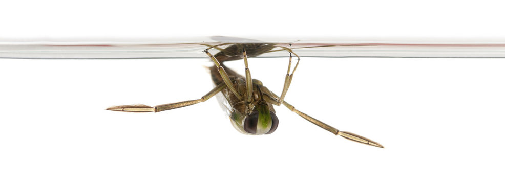 backswimmers - Notonecta glauca in front of a white background