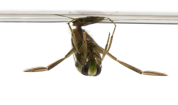 backswimmers - Notonecta glauca in front of a white background