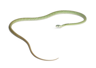 Western green mamba  - Dendroaspis viridis, poisonous