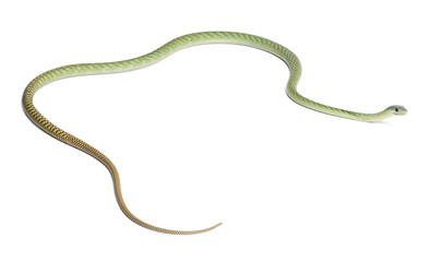 Western green mamba  - Dendroaspis viridis, poisonous