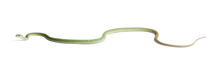 Western green mamba  - Dendroaspis viridis, poisonous