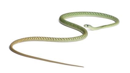 Western green mamba  - Dendroaspis viridis, poisonous