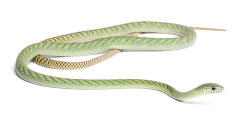 Western green mamba  - Dendroaspis viridis, poisonous