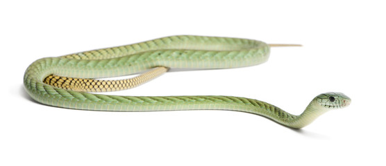 Western green mamba  - Dendroaspis viridis, poisonous