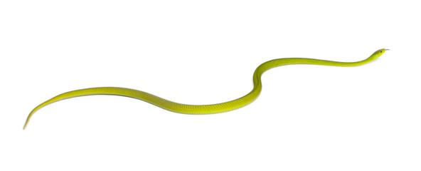 Eastern green mamba  - Dendroaspis angusticeps, poisonous