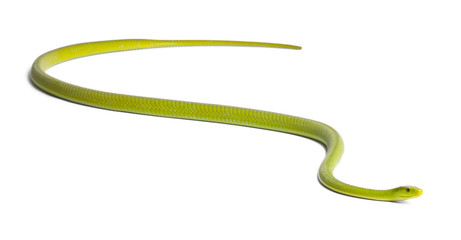 Eastern green mamba  - Dendroaspis angusticeps, poisonous