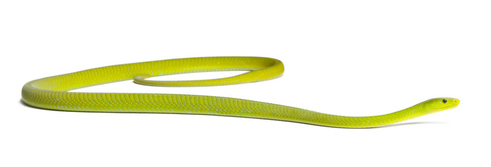 Eastern green mamba  - Dendroaspis angusticeps, poisonous