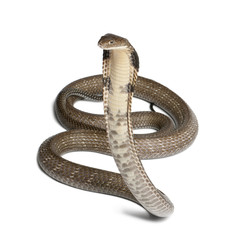 Naklejka premium king cobra - Ophiophagus hannah, poisonous