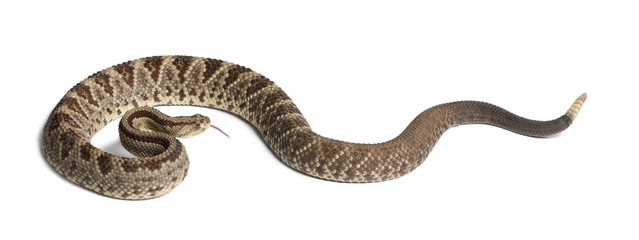 Naklejka premium South American rattlesnake - Crotalus durissus, poisonous