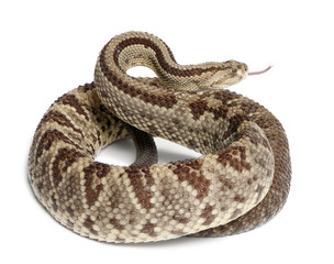 Fototapeta premium South American rattlesnake - Crotalus durissus, poisonous