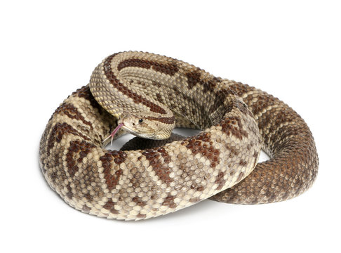South American rattlesnake - Crotalus durissus,  poisonous