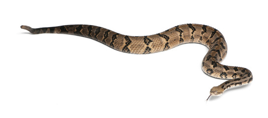 Timber rattlesnake - Crotalus horridus atricaudatus - obrazy, fototapety, plakaty