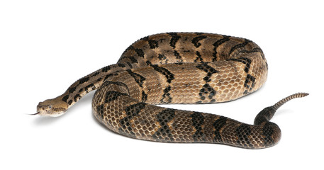 Naklejka premium Timber rattlesnake - Crotalus horridus atricaudatus