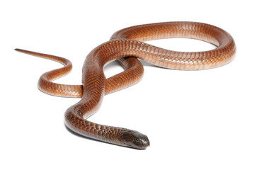 Obraz premium Egyptian cobra - Naja haje, poisonous