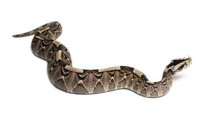 rhinoceros viper, river jack - Bitis nasicornis X gabonica