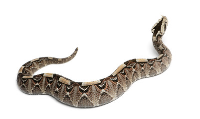 rhinoceros viper, river jack - Bitis nasicornis X gabonica