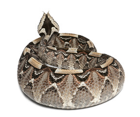 rhinoceros viper, river jack - Bitis nasicornis X gabonica