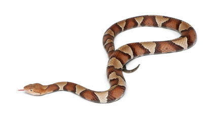 Obraz premium Copperhead snake or highland moccasin - Agkistrodon contortrix