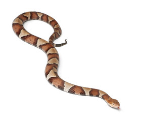 Fototapeta premium Copperhead snake or highland moccasin - Agkistrodon contortrix