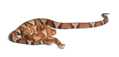 Fototapeta premium male and female Copperhead snake or highland moccasin
