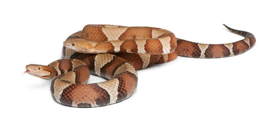 Fototapeta premium male and female Copperhead snake or highland moccasin