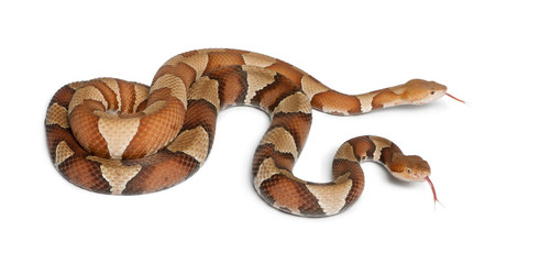 Obraz premium male and female Copperhead snake or highland moccasin