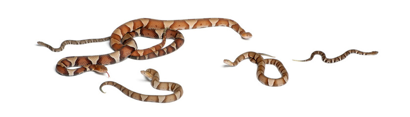 Fototapeta premium male and female and babies Copperhead snake or highland moccasin