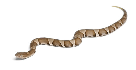 Fototapeta premium Young Copperhead snake - Agkistrodon contortrix