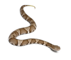 Fototapeta premium Młody wąż miedziogłowy - Agkistrodon contortrix