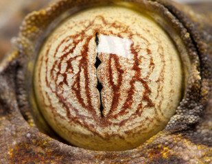 eye on a Leaf Tailed Gecko - Uroplatus fimbriatus