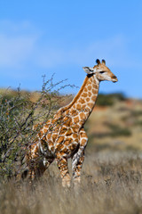 giraffes in kalahari