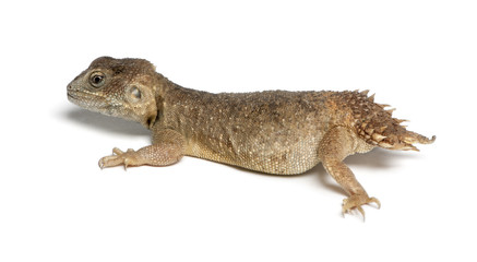 Shield-tailed Agama - Xenogama taylori