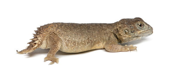 Obraz premium Shield-tailed Agama - Xenogama taylori