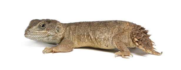 Shield-tailed Agama - Xenogama taylori