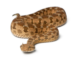 Fototapeta premium Saharan horned viper - Cerastes cerastes, poisonous