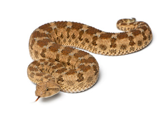 Fototapeta premium Saharan horned viper - Cerastes cerastes, poisonous