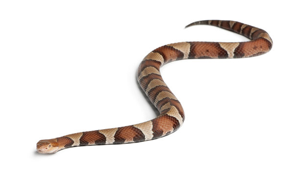 Copperhead snake or highland moccasin - Agkistrodon contortrix