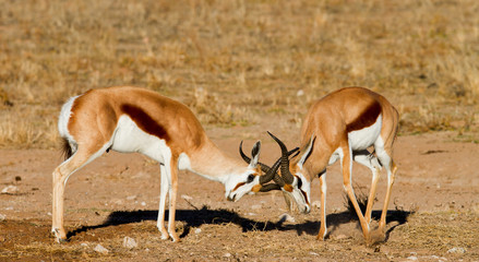 two springbok kalahari
