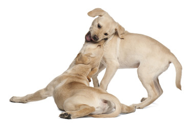 Young Labrador Retriever, 4 months old