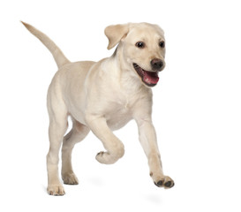 Young Labrador Retriever, 4 months old