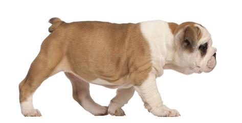 English Bulldog puppy walking, 2 months old
