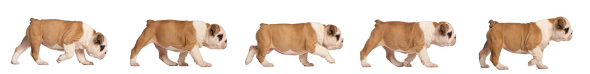 English Bulldog puppy tracking, 2 months old - obrazy, fototapety, plakaty