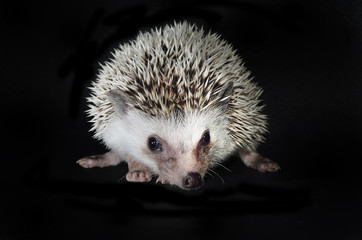 african pygmy hedgehog