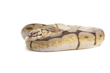Snake Boa with white background