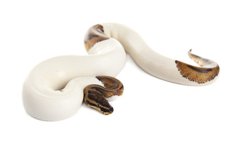 Snake Boa with white background