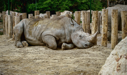 Obraz premium Rhino lying on the ground
